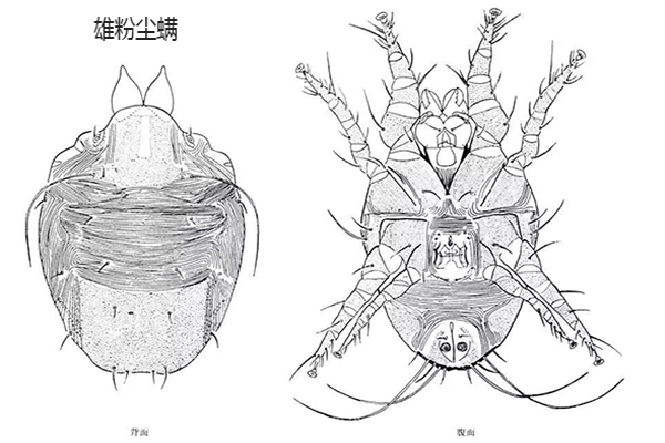 螨蟲(chóng)